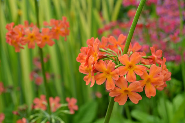 Newby-Hall-flowers