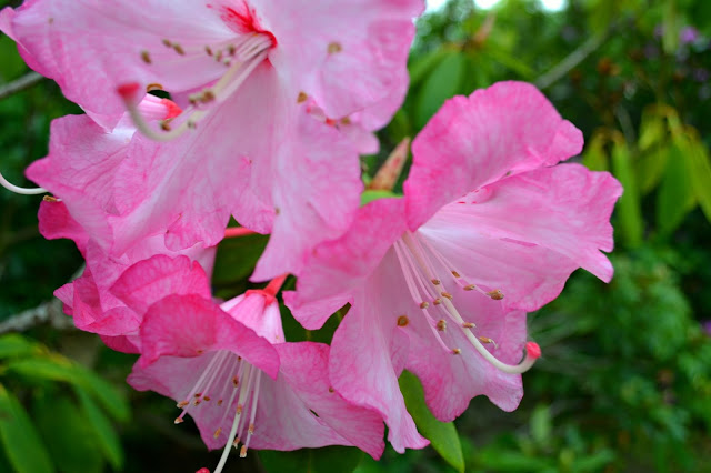 Newby-Hall-flowers