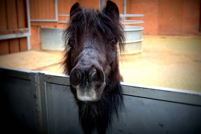 Bill-Quay-farm-pony