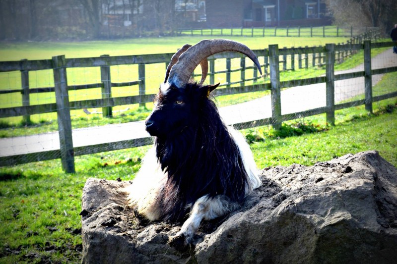 Billy-Quay-farm-goat