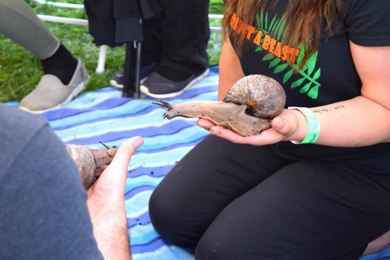 Geroimo-Festival-snails