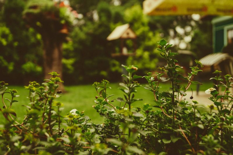 5 ways to get your garden ready for Summer