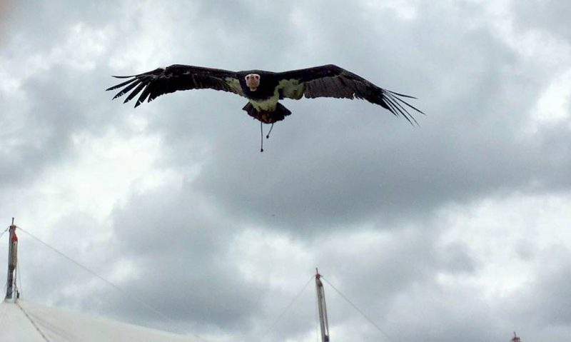 Beamish-eagle