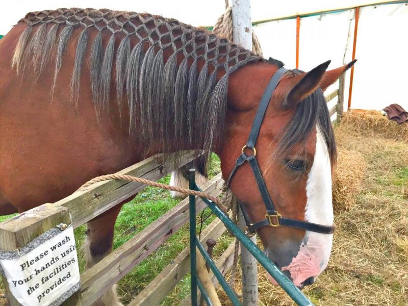 Beamish-horse