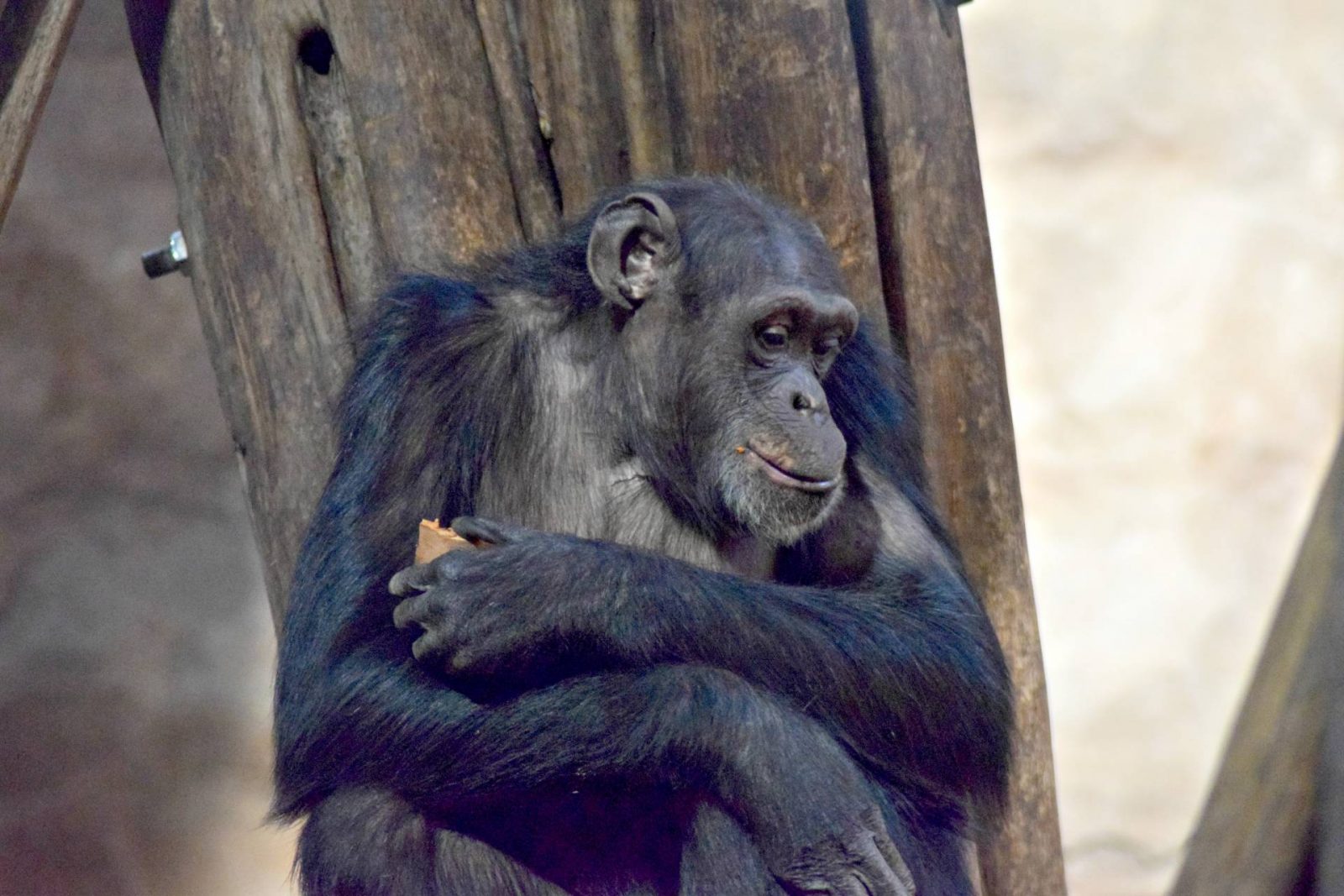 Edinburgh-Zoo-chimps