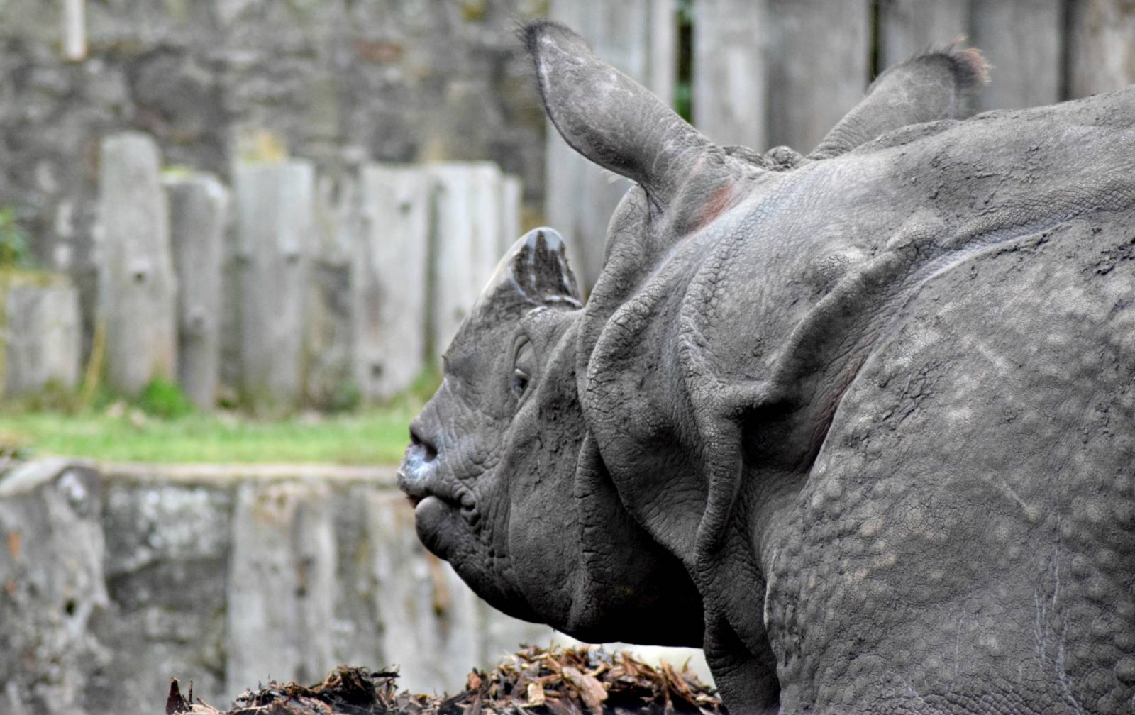 Edinburgh-Zoo-rhino