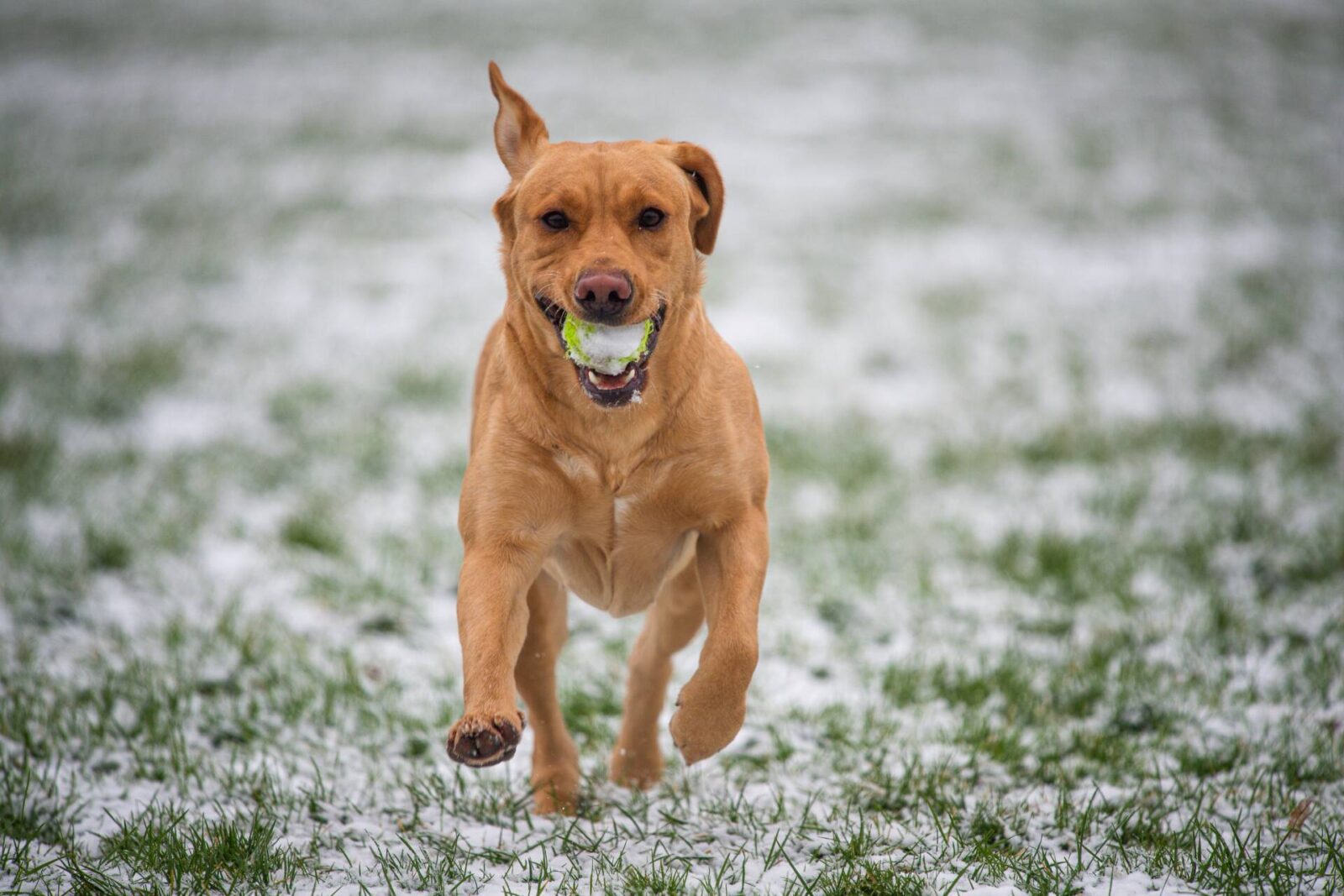 British dog